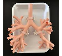 Générique Modèle d'entraînement à la bronchoscopie, modèle anatomique de l'arbre bronchique avec bronchoscope, ensemble de fibres bronchiales pour l'enseignement des médecins,Level 4 skin
