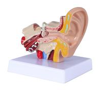 Générique Modèle d'oreille humaine agrandi 1,5X - Modèle d'oreille interne d'anatomie 3D Afficher le modèle d'oreille interne moyenne externe pour Bureau et base d'affichage des médecins