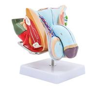 Générique Modèle d'organe génital masculin, modèle de muscles pelviens, modèle anatomique du système génital masculin, modèle d'anatomie humaine en PVC, modèles d'organes reproducteurs