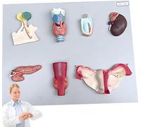 Générique Modèle d'organes endocriniens humains, système digestif en PVC, glande pituitaire, thyroïde, glande surrénale, testicule, pancréas, glande parathyroïde, modèle ovarien pour outil