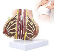 Générique Modèle du sein féminin Modèle de coupe transversale du sein humain, outils éducatifs d'enseignement de la lactation pour la formation en soins infirmiers pour médecins et enseignants