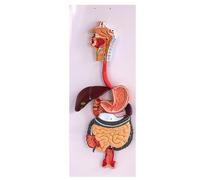 Générique Modèle du système digestif humain - Nez, pharynx et larynx, gros intestin, intestin grêle, modèle d'anatomie, amovible avec logo numérique pour l'enseignement du modèle