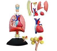 Générique Modèle du système respiratoire 4D Modèle des poumons anatomiques, modèle du Coeur et des poumons Humains 21 pièces Amovibles pour l'enseignement médical