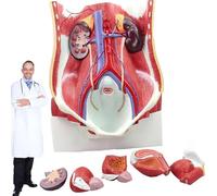 Générique Modèle du système urinaire humain, modèle anatomique du rein et de la paroi rétro-péritonéale, outil pour présentation en classe, 42 * 23 * 11 cm