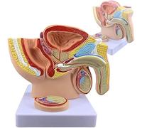 Générique Modèle du système urinaire reproductif de l'homme avec la prostate et le bassin, modèle du système urinaire reproductif de l'homme avec le bassin et les organes génitaux