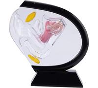 Générique Modèle d'utérus Transparent, modèle Anatomique du vagin Visible, modèle de l'organe reproducteur féminin, pour l'enseignement médical et la Formation pédagogique,Noir