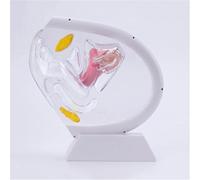Générique Modèle d'utérus Transparent, modèle Anatomique du vagin Visible, modèle de l'organe reproducteur féminin, pour l'enseignement médical et la Formation pédagogique,Blanc