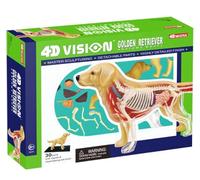 Générique Modèle Kit d'Anatomie et de Squelette de Chien Golden Retriever Vision 4D, Jouet d'Assemblage Intelligente pour l'Enseignement, 30 Organes et Parties du Corps Détachables, 21X13X5,5cm