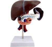 Générique Modèle médical du foie humain avec pancréas, duodénum et rate Anatomie grandeur nature pour l'enseignement des sciences Modèle médical