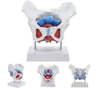 Générique Modèle pelvien féminin, 6 parties, taille réelle, muscles du plancher pelvien et anatomie du périnée avec organes amovibles incluant l'utérus, squelette pour l'éducation scientifique.