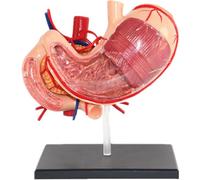 Générique Modèle réaliste 4D de l'anatomie de l'estomac, modèle Anatomique des Organes Humains, modèle de l'anatomie de l'estomac pour l'éducation et l'étude médicales