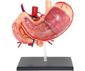 Générique Modèle réaliste 4D de l'anatomie de l'estomac, modèle Anatomique des Organes Humains, modèle de l'anatomie de l'estomac pour l'éducation et l'étude médicales