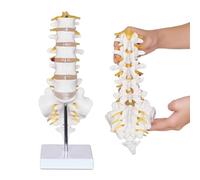 Générique Modèle scientifique de la colonne lombaire avec 5 vertèbres, modèle anatomique de la colonne lombaire humaine grandeur nature avec sacrum, disque intervertébral et base solide
