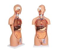Générique Modèles anatomiques, modèle d'anatomie taille réelle du corps humain pour l'étude des étudiants en médecine au lycée avec 32 organes internes amovibles