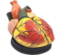 Générique Modèles cardiaques à grossissement 4X, avec étiquetage numérique et instructions de position anatomique pour comprendre la structure du cœur humain et l'enseignement