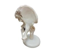 Générique Modèles d'articulations humaines, Affichage du squelette humain avec main, pied, épaule, coude, hanche, genou, Modèle anatomique du squelette humain pour l'éducation,Hip joint no lig