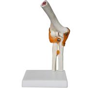 Générique Modèles d'articulations humaines, Affichage du squelette humain avec main, pied, épaule, coude, hanche, genou, Modèle anatomique du squelette humain pour l'éducation,Elbow joint