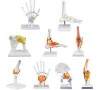 Générique Modèles d'articulations humaines, Affichage du squelette humain avec main, pied, épaule, coude, hanche, genou, Modèle anatomique du squelette humain pour l'éducation,1 set