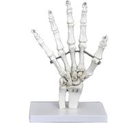 Générique Modèles d'articulations humaines, Affichage du squelette humain avec main, pied, épaule, coude, hanche, genou, Modèle anatomique du squelette humain pour l'éducation,Hand joint no lig