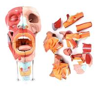 Générique Modèles humains de nez, de bouche, de pharynx et de larynx - Modèle anatomique des muscles du visage, système respiratoire 2X agrandi, avec étiquette numérique pour l'affichage