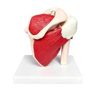 Générique Modello Anatomico- 20x18x14 Cm Sussidio Didattico Anatomico in PVC | Modello Anatomicco Di Spalla E Cuffia | per Formazione Dimostrazione Insegnanti Donne Ragazzi Ragazze Giovani