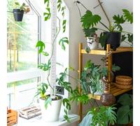 Générique Moss Pole | 64 cm Piquet Empilable Pots | Support De Design en Treillis - pour Plants De Tomate Lianes Et Jardinières De Pépinière