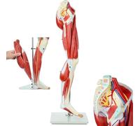Générique Muscles de la jambe humaine Modèle d'anatomie, grandeur nature 13 parties Membres inférieurs Artères amovibles Nerfs Os Veines Tendon Pied pour l'étude Enseignement Éducatif