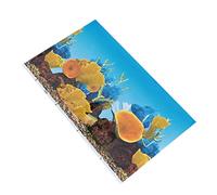 Générique Papier De Fond pour Aquarium Fond D'écran De Poisson sous Fond De Mer Petit Aquarium Air Aquariums Chauffe-Aquarium Plongeur Réservoir De Betta Décoration Murale Poisson Colorful