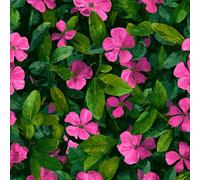 Générique Papier peint Fleuri Viol Tes épais mat 44x1000 cm à décoller et à coller Rétro Plantes papier de contact autocollant en plastique avec dos adhésif couverture de plan de travail table