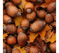 Générique Papier peint Noisettes Pommes De Pin épais mat 44x300 cm à décoller et à coller Bodhi papier de contact autocollant en plastique avec dos adhésif couverture de plan de travail table