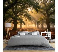 Générique Papier Peint Panoramique 3D Représentant Un Paysage De Forêt De Chênes Baigné De Soleil En Automne Idéal Pour La Chambre À Coucher Motif Intissé 450 × 280 Cm Avec Un Arbre Ensoleillé Décor