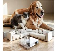 Générique Papier Peint Panoramique Golden Retriever Intissé Poster Fresque Murale 3D Chiens Chats Décoration Murale Art Wallpaper pour Salon Cuisine Bureau Chambre d'enfant 366x254 cm R-469