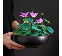 Générique Pot de Fleur de Bol de Lotus, Bol Rond de Lotus, Bol de lys d'eau Claire, Bol de Lotus cultivé dans l'eau intérieure, Plantes hydroponiques succulentes Florales sans Support (Noir+m)