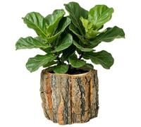 Générique Pot de Fleurs - Pot de Fleurs Rustique pour | Pots de fleus décoratifs Modernes pour d'intérieur, pour la Maison, la Chambre à Coucher, Le Bureau, Le Balcon et Le Jardin