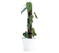Générique Poteau en Mousse pour Monstera | Bâton de Mousse empilable pour en Pot - Piles empilables en PVC pour escalader Les en Pot d'intérieur pour Grandir Le Haut