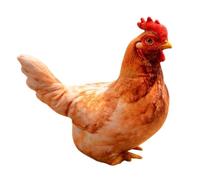 Générique Poulet en Peluche Coussin Poule Drôle Réaliste Confortable | Jouet en peluche rembourré, coussin Pour adultes femmes chambre de bébé tables maison école bureaux librairies