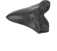 Générique Réplique Réaliste Dent de Mégalodon Géante Modèle Simulé Fossile Pédagogique pour Décoration et Apprentissage