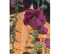 Générique Roses Trémières, Graines de Fleurs Vivaces Rustiques, Rose Foncé, 20g, Pour Jardin Extérieur
