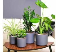 Générique Ruban en Cuivre Double Face 6 pcs 6 pcs Cuivre 2000 x 1 cm,Maison & Jardin,Pelouses & Jardins,Jardinage,Traitement antiparasitaire-42008351