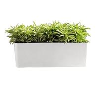 Générique Self-Watering Window Box Planter with Water Level Indicator - Rectangular Herb Garden Pot for Windowsill & Balcony | Indoor/Outdoor Flower Box for Succulents, Vegetables & Herbs | White
