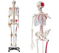 Générique Squelette articulé en taille réelle pour anatomie, squelette humain de 70,8'', modèle complet avec insertion musculaire, ligaments articulaires, avec support à roulettes