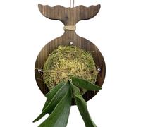 Générique Staghorn Mounting Board, Vertical Wood Holder for Staghorn Ferns, Space-Saving Wall Display Board for Garden Home Dorm Balcony Porch Work Place Bedroom Living Room Decor