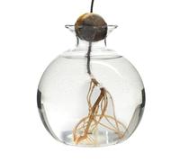 Générique Vase Hydroponique en Verre pour Noyau D'avocat, Pot De Fleur Transparent, Vase De Germination, Décoration De Bureau À Domicile