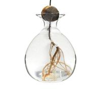 Générique Vase pour Noyau D'avocat, Vase Hydroponique en Verre, Pot De Fleur Avocat, Transparent, Décoration De Bureau À Domicile