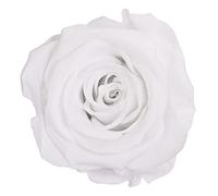 Générique VERDISSIMO Rose éternelle stabilisée Tige 55cm Diamètre 5 à 5,5cm (1, Blanc)