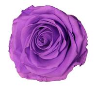 Générique VERDISSIMO Rose éternelle stabilisée Tige 55cm Diamètre 5 à 5,5cm (1, Bright Lila)