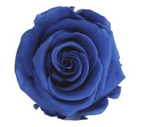 Générique VERDISSIMO Rose éternelle stabilisée Tige 55cm Diamètre 5 à 5,5cm (1, Dark Blue)