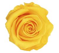 Générique VERDISSIMO Rose éternelle stabilisée Tige 55cm Diamètre 5 à 5,5cm (1, Jaune)