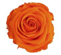 Générique VERDISSIMO Rose éternelle stabilisée Tige 55cm Diamètre 5 à 5,5cm (1, Orange)