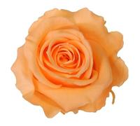 Générique VERDISSIMO Rose éternelle stabilisée Tige 55cm Diamètre 5 à 5,5cm (1, Pêche)